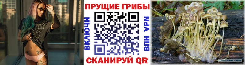 darknet Telegram  Богданович  Псилоцибиновые грибы MAGIC MUSHROOMS  купить  